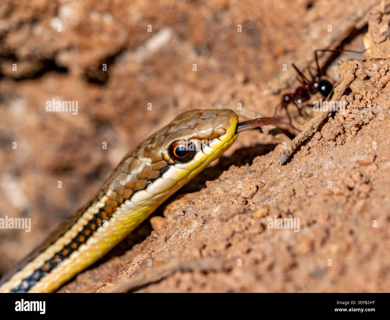 Il serpente con gli occhi di gatto del Madagascar osserva la formica a terra nel parco nazionale di Zombitse-Vohibasia Foto Stock