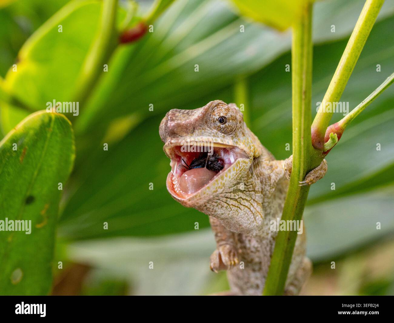 Camaleonte corto che mangia insetti in Andasibe Madagascar Foto Stock