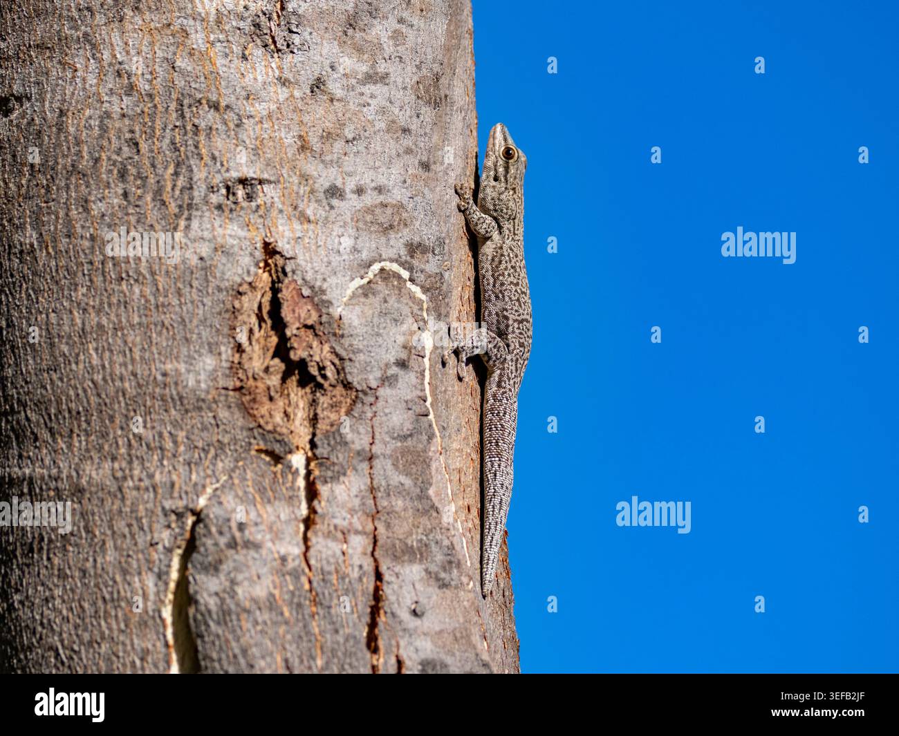 Il geco dalla coda spessa sale un tronco di albero sotto un cielo azzurro limpido in Madagascar Foto Stock
