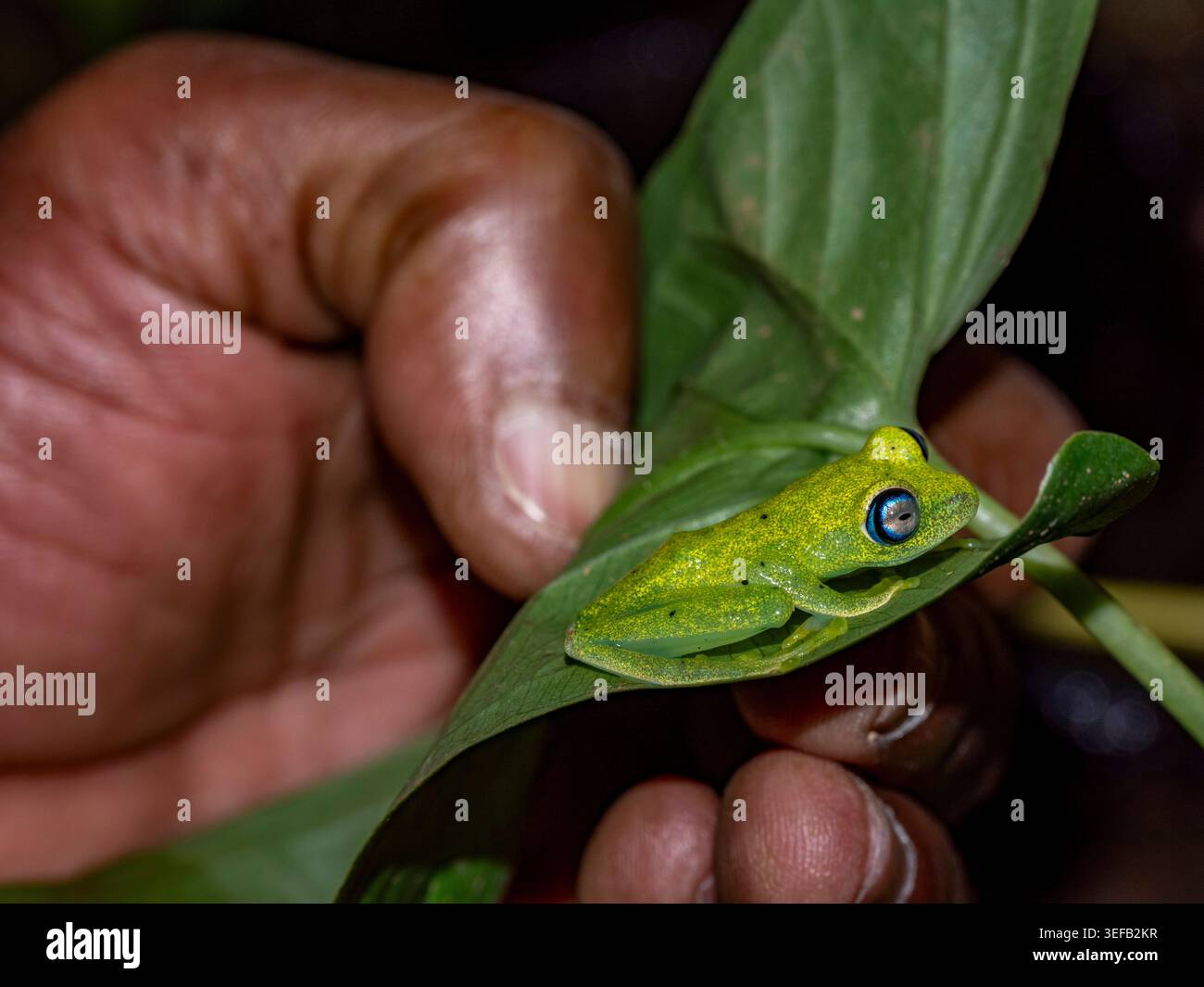 Rana dagli occhi luminosi che riposa su foglie verdi durante la notte nella foresta pluviale del Madagascar Foto Stock