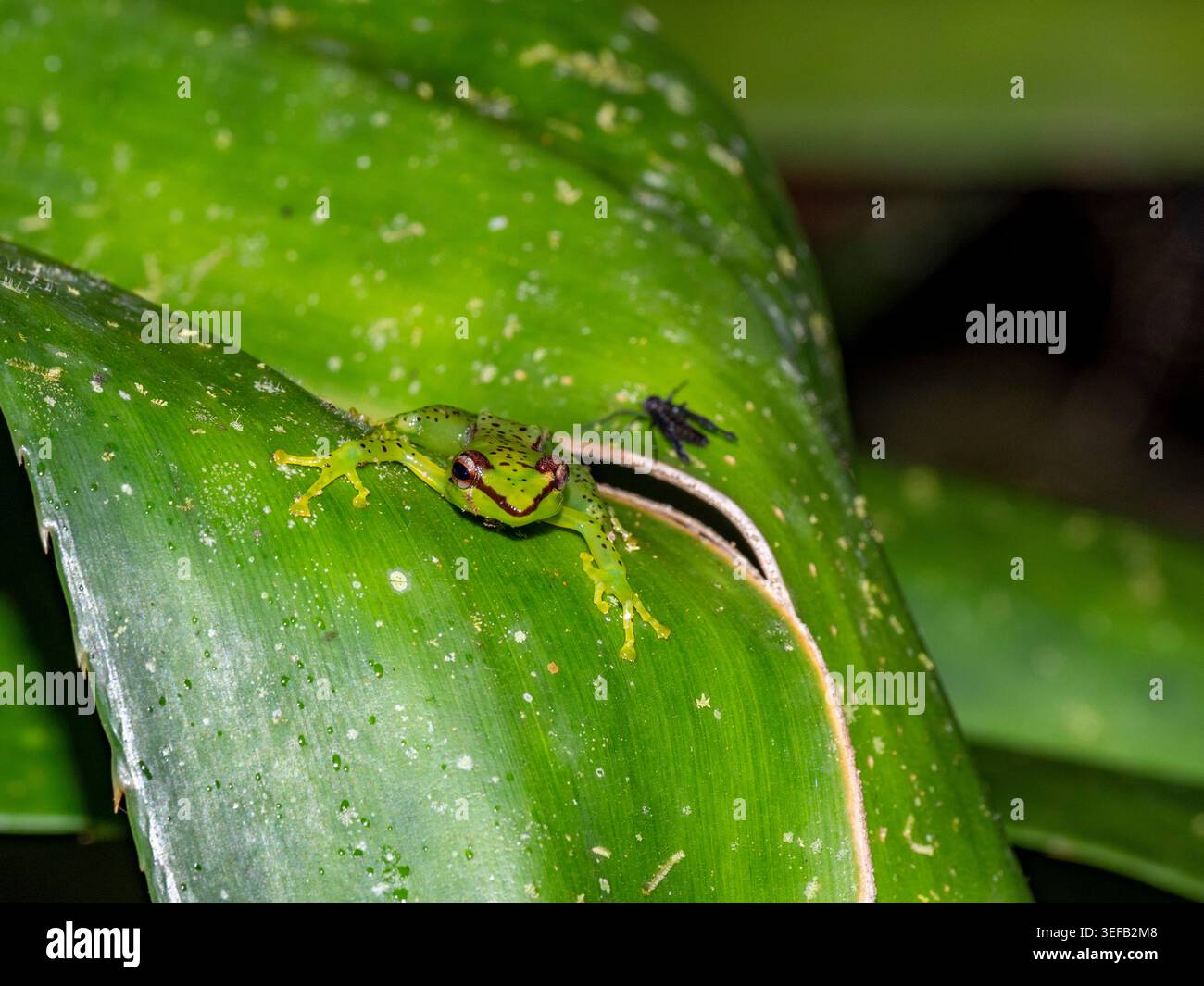 Rana rampicante del madagascar immagini e fotografie stock ad alta ...
