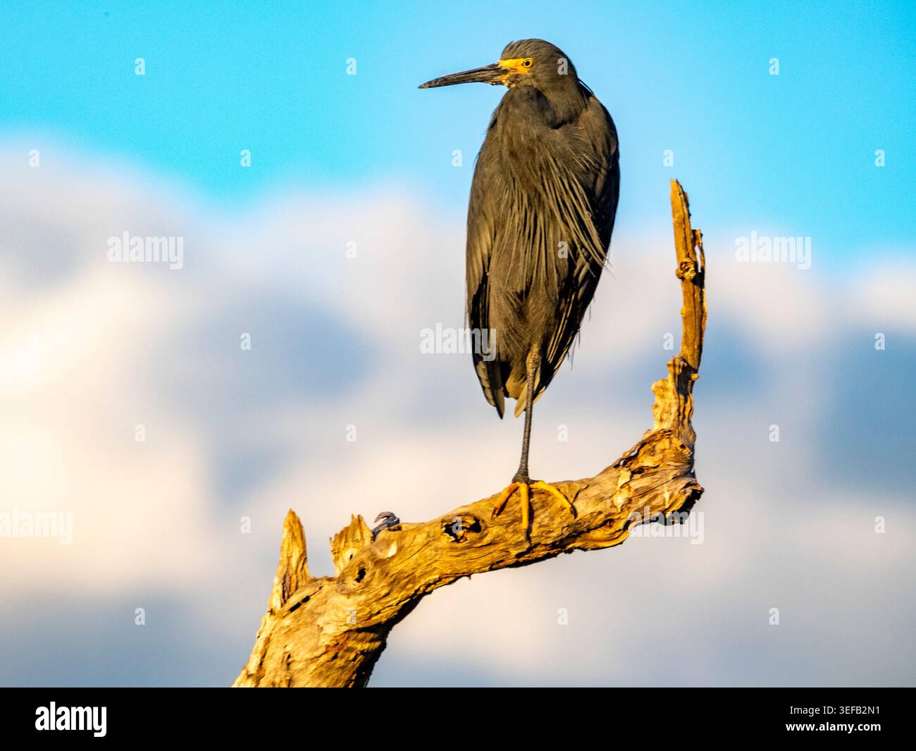 Egretta dimorfica arroccata su un arto arboreo in Madagascar durante il giorno Foto Stock