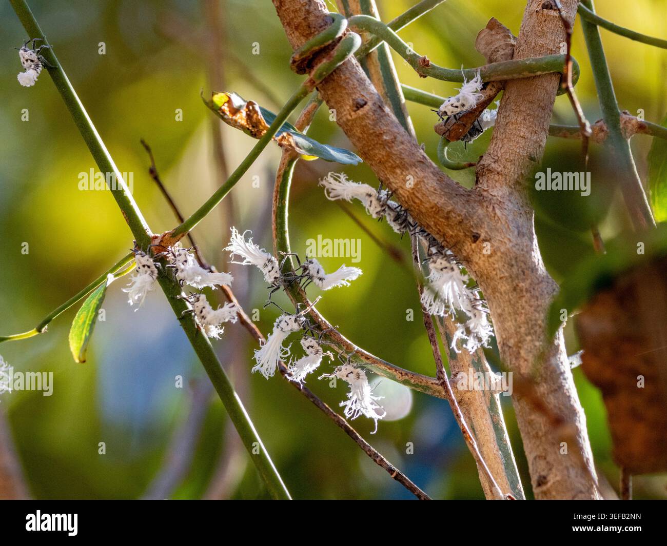 Gli insetti delle foglie di Flatid interagiscono sui rami degli alberi in un parco nazionale in Madagascar Foto Stock