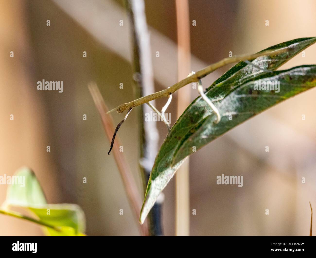 Il bastoncino simile a foglie per adulti si appoggia su un ramo d'albero e si fonde con le foglie nel Parco nazionale dell'Isalo del Madagascar Foto Stock