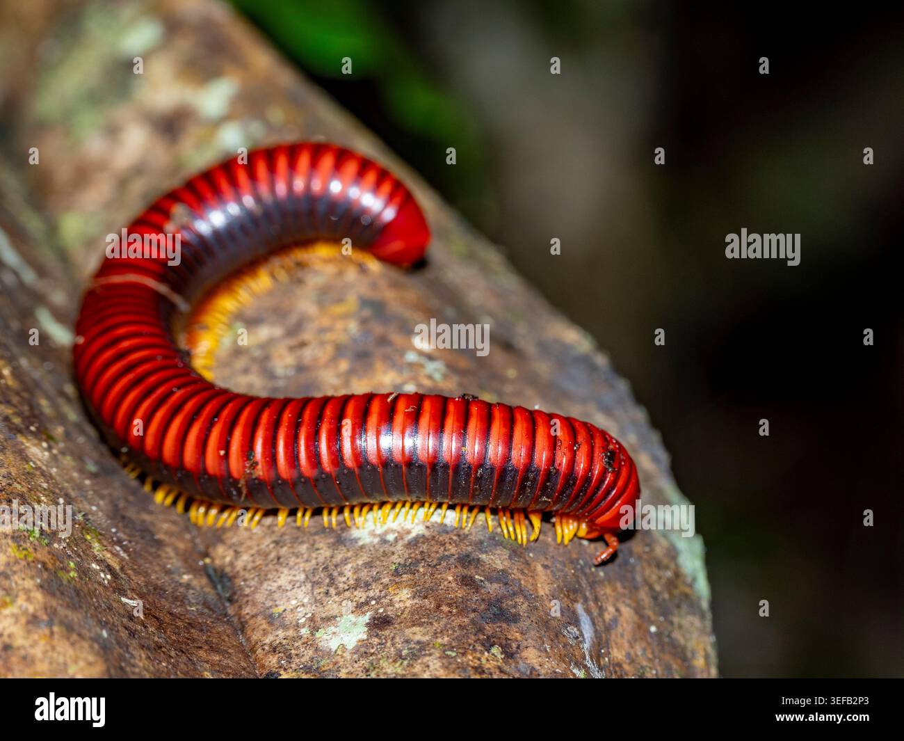 Un millipede di fuoco adulto su un arto ad Andasibe Madagascar, che mostra i suoi colori brillanti Foto Stock