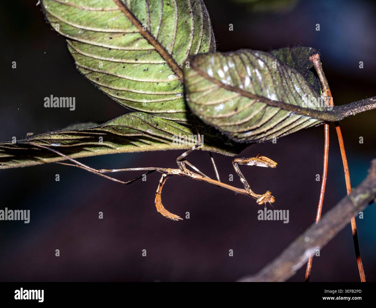 Adulto che prega il genere mantis Tisma riposa su un ramo d'albero nel suo habitat naturale in Madagascar osservando i suoi dintorni Foto Stock