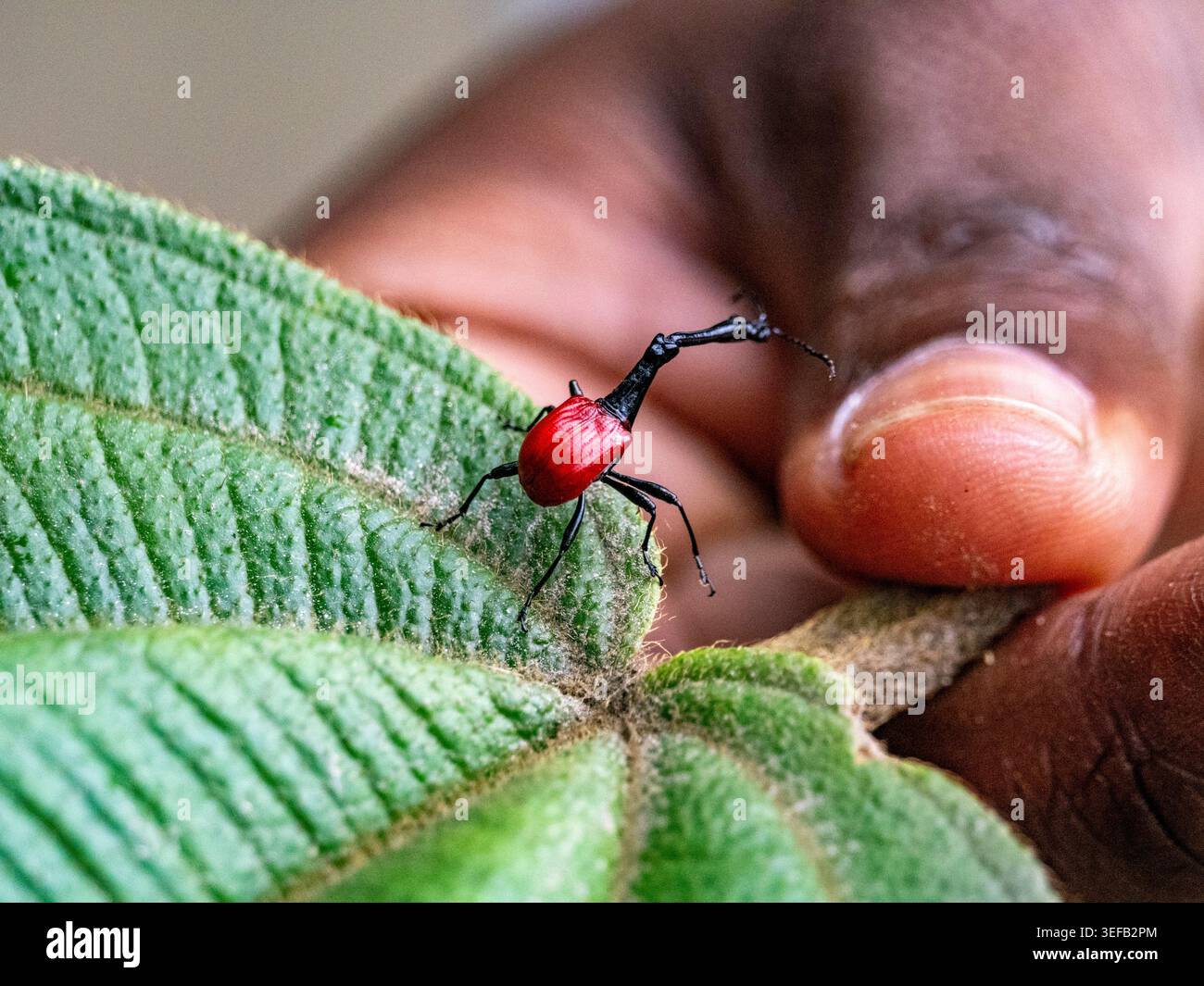 La giraffa weevil si arrampica su una foglia tenuta da una mano per mostrare la sua forma e il suo colore unici nel Parco Nazionale Ranomafana del Madagascar Foto Stock