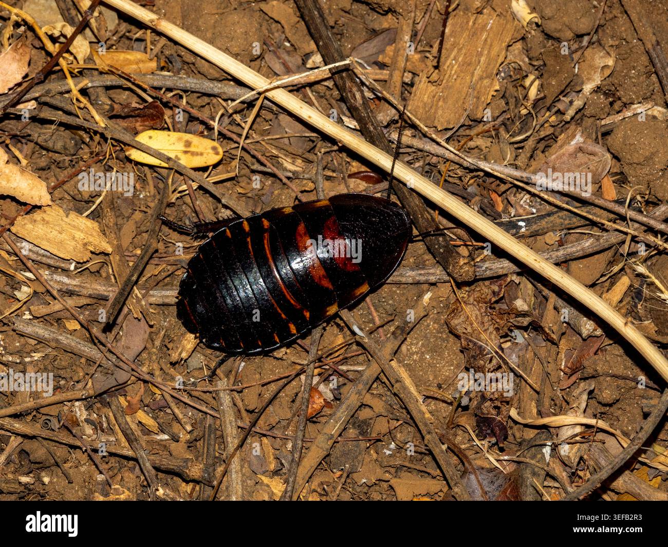 Scarafaggio sibilante del Madagascar che riposa a terra nella riserva privata di Anjavay durante un'esplorazione serale in Madagascar Foto Stock
