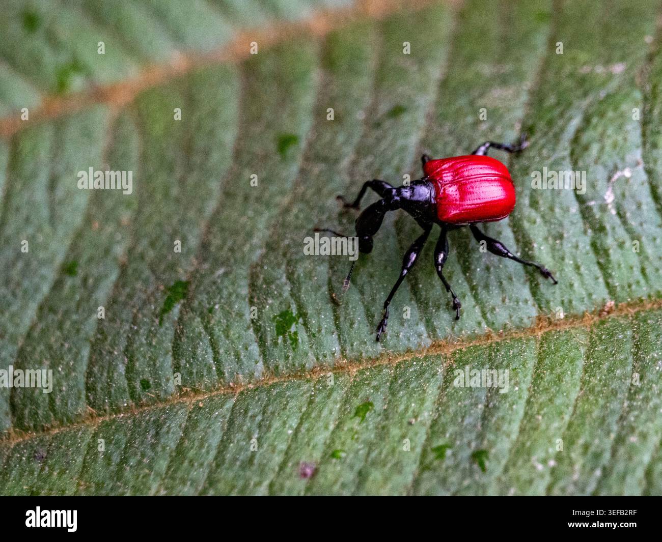 La giraffa weevil strizza sulle foglie in Madagascar durante il giorno vicino alla foresta pluviale Foto Stock