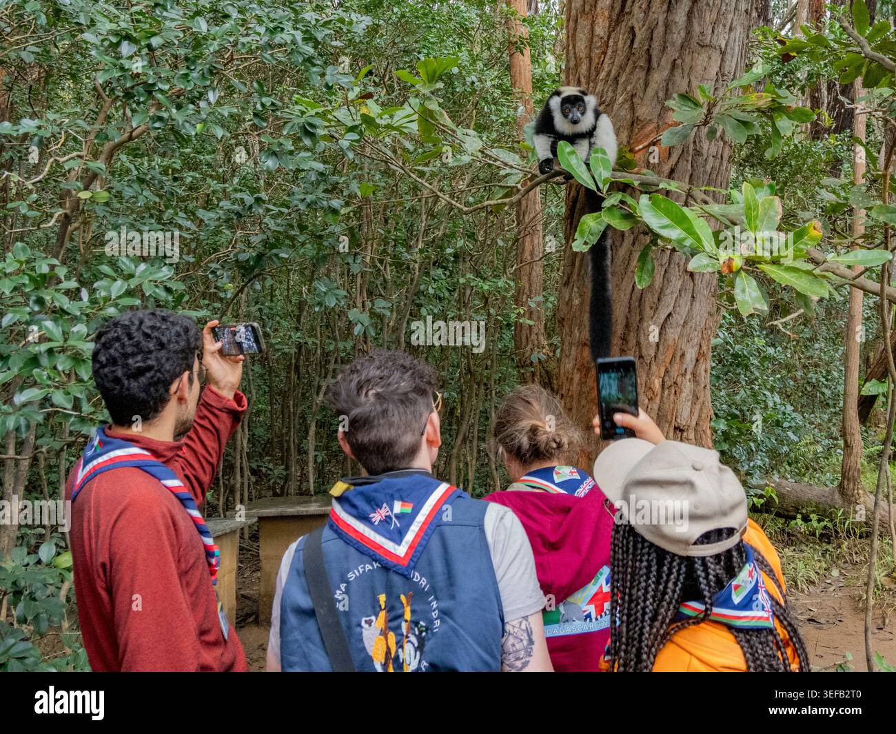 I turisti osservano i lemuri in bianco e nero arricciati in Madagascar mentre scattano foto durante la loro visita Foto Stock