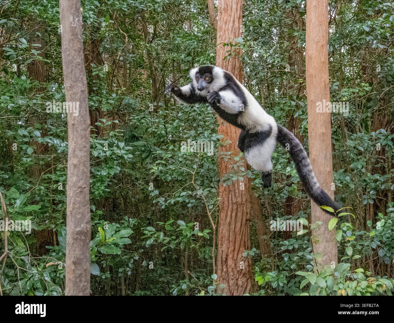 Il lembo bianco e nero in cattività salta tra gli alberi nel suo habitat in Madagascar Foto Stock