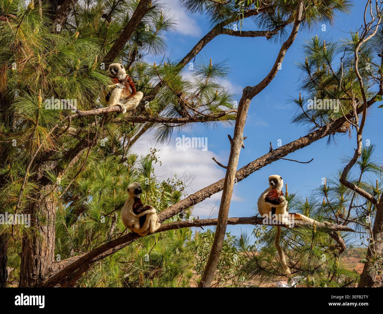 Tre Coquerels sifaka riposano nei rami di alberi nel Parco dei lemuri in Madagascar durante una giornata di sole Foto Stock