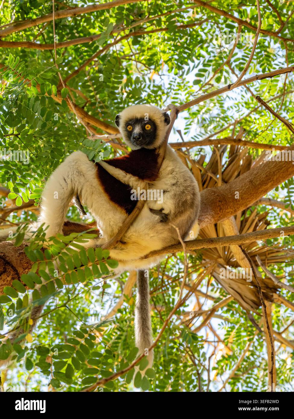 Madre e bambino Coquerels sifaka in un albero in Madagascar che mostra la vita quotidiana in natura Foto Stock