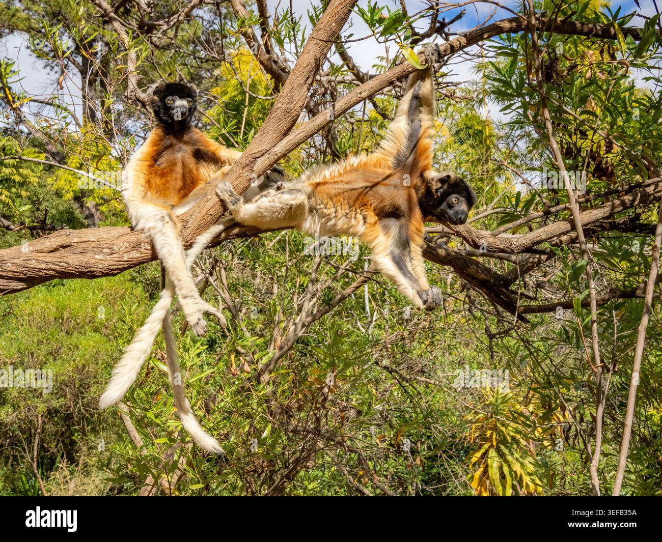 Sifaka coronata riposa e gioca sui rami in un parco in Madagascar Foto Stock