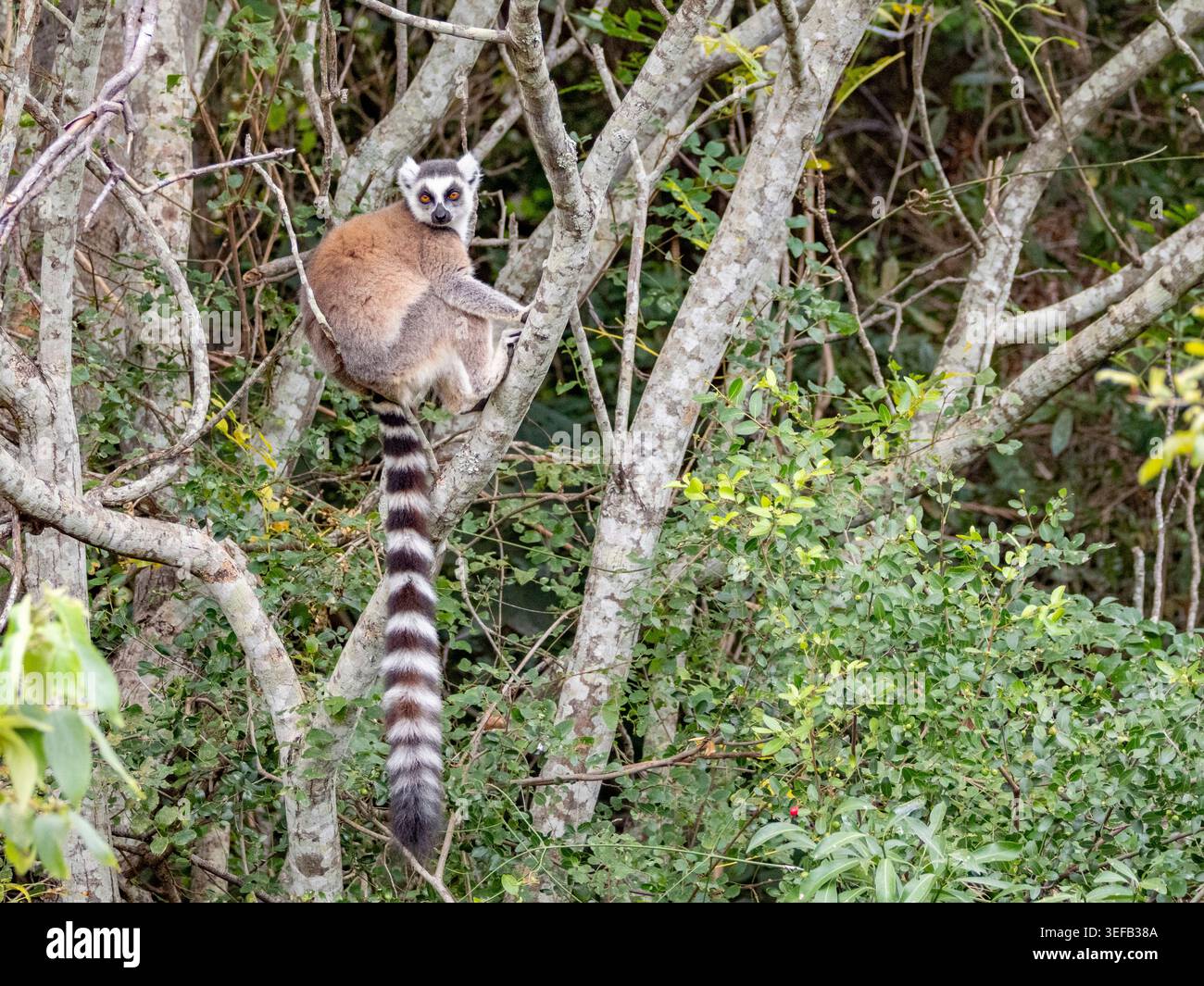 Il lemure dalla coda ad anello si trova su un ramo d'albero nel suo habitat naturale in Madagascar, sotto la luce del giorno Foto Stock