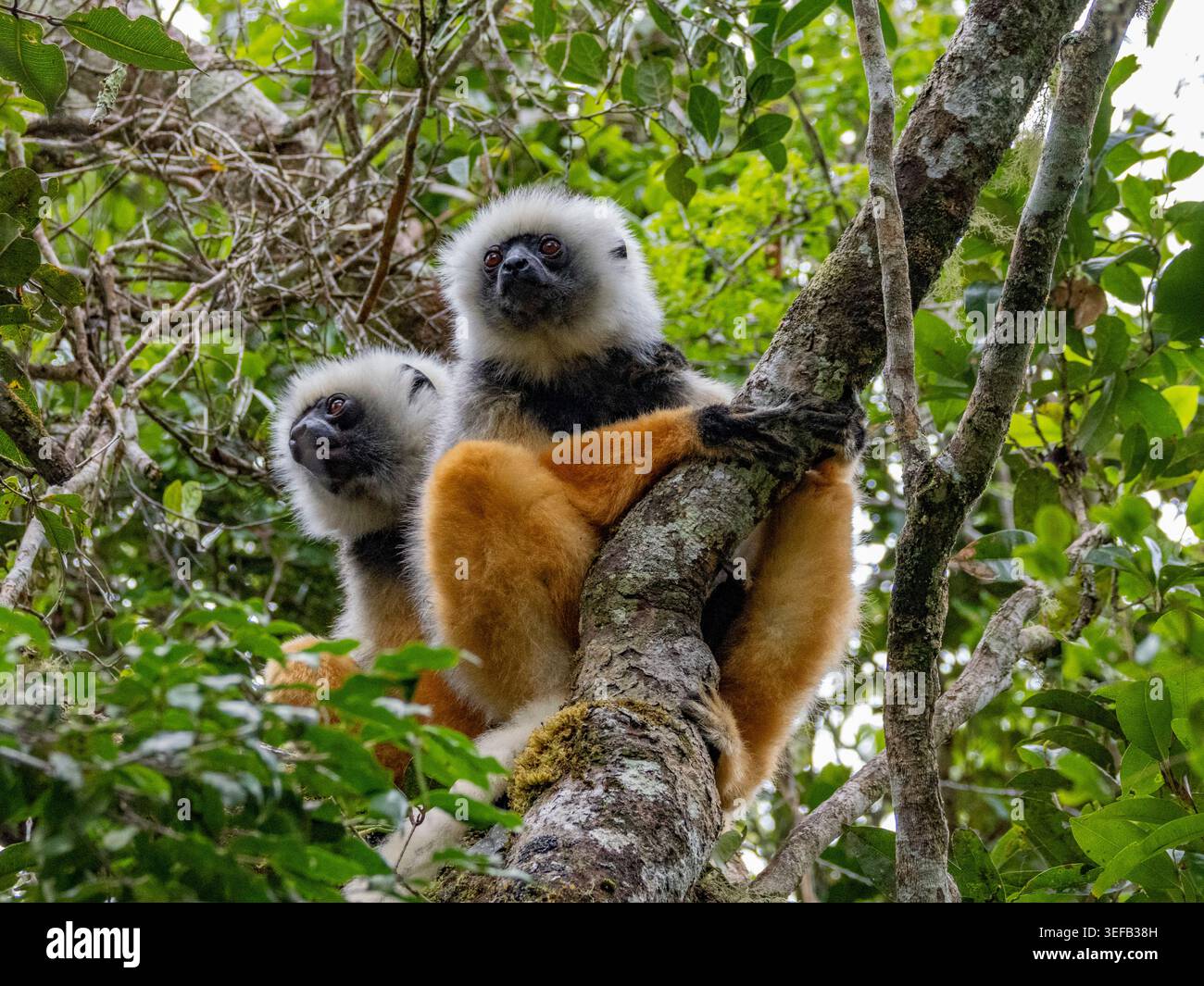 Sifaka adulto diademato che riposa in un albero in Madagascar durante il giorno Foto Stock
