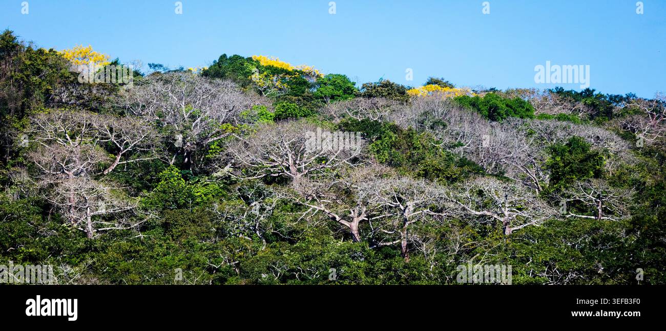 Vista panoramica della foresta pluviale accanto al Rio Chagres nel parco nazionale di Soberania, provincia del Colon, Repubblica di Panama, America centrale. Foto Stock