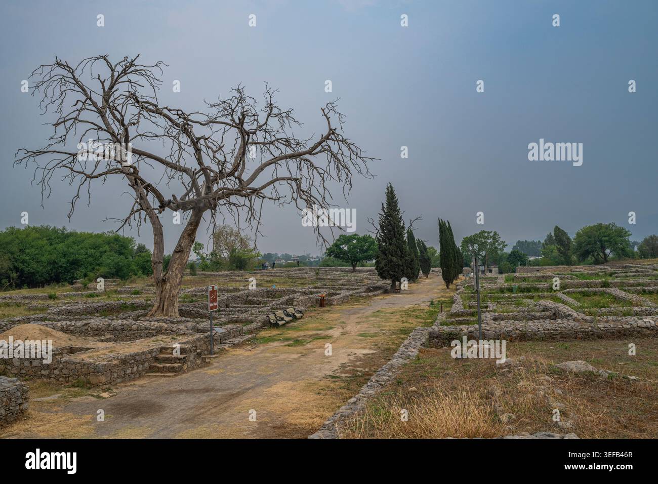 Esplora il sito archeologico di Sirkap a Taxila, Pakistan, con antiche rovine e un albero arido Foto Stock