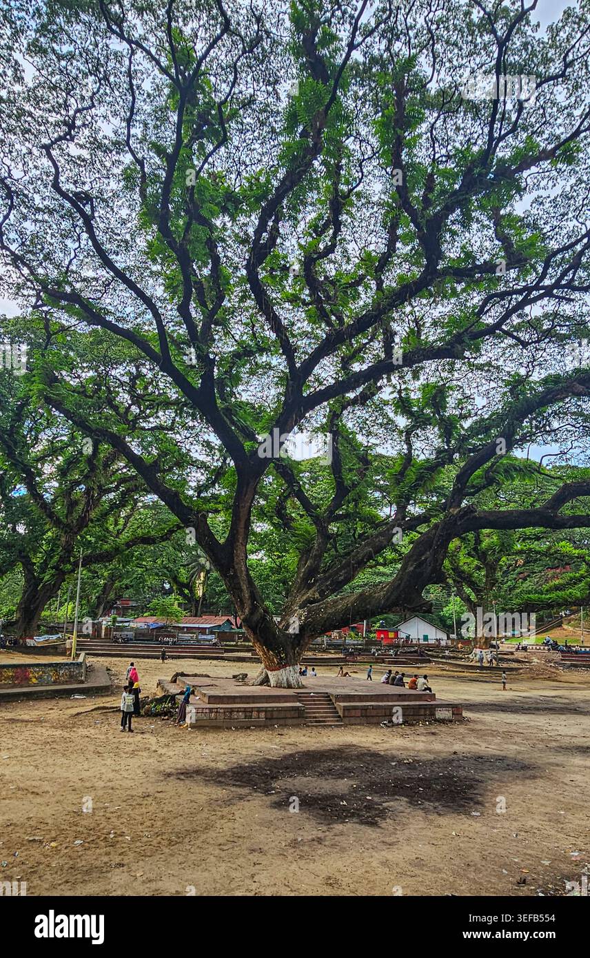 Gli alberi giganti di Banyan invitano i visitatori ad esplorare l'ombra di Chittagong, Bangladesh, in una giornata limpida Foto Stock