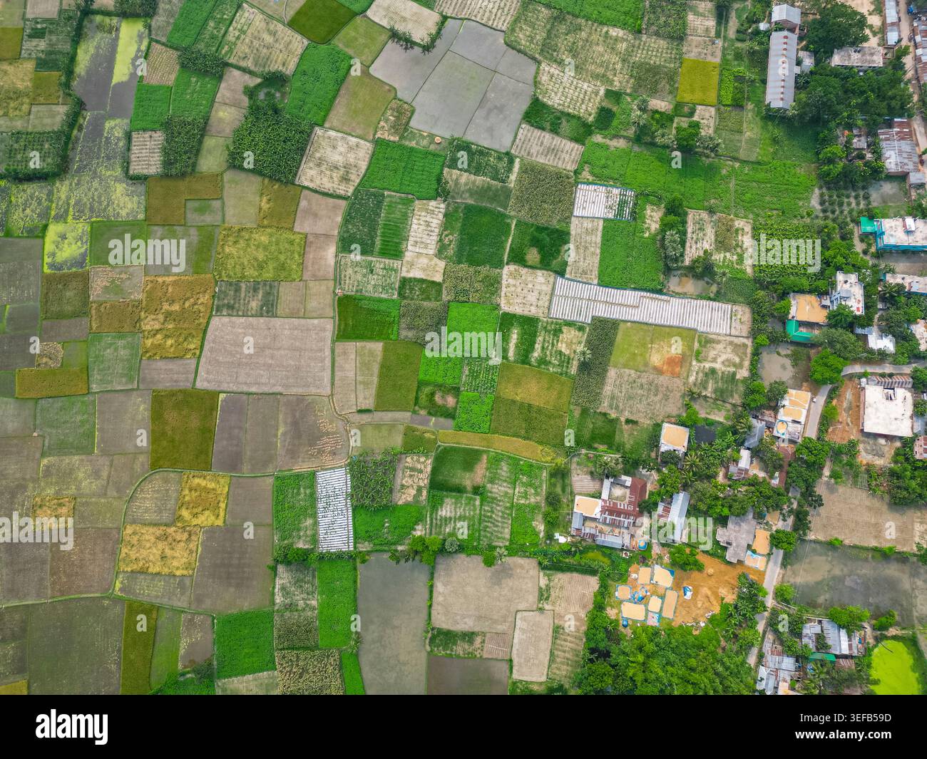 Vista aerea delle risaie che circondano un antico sito buddista in Bangladesh Foto Stock