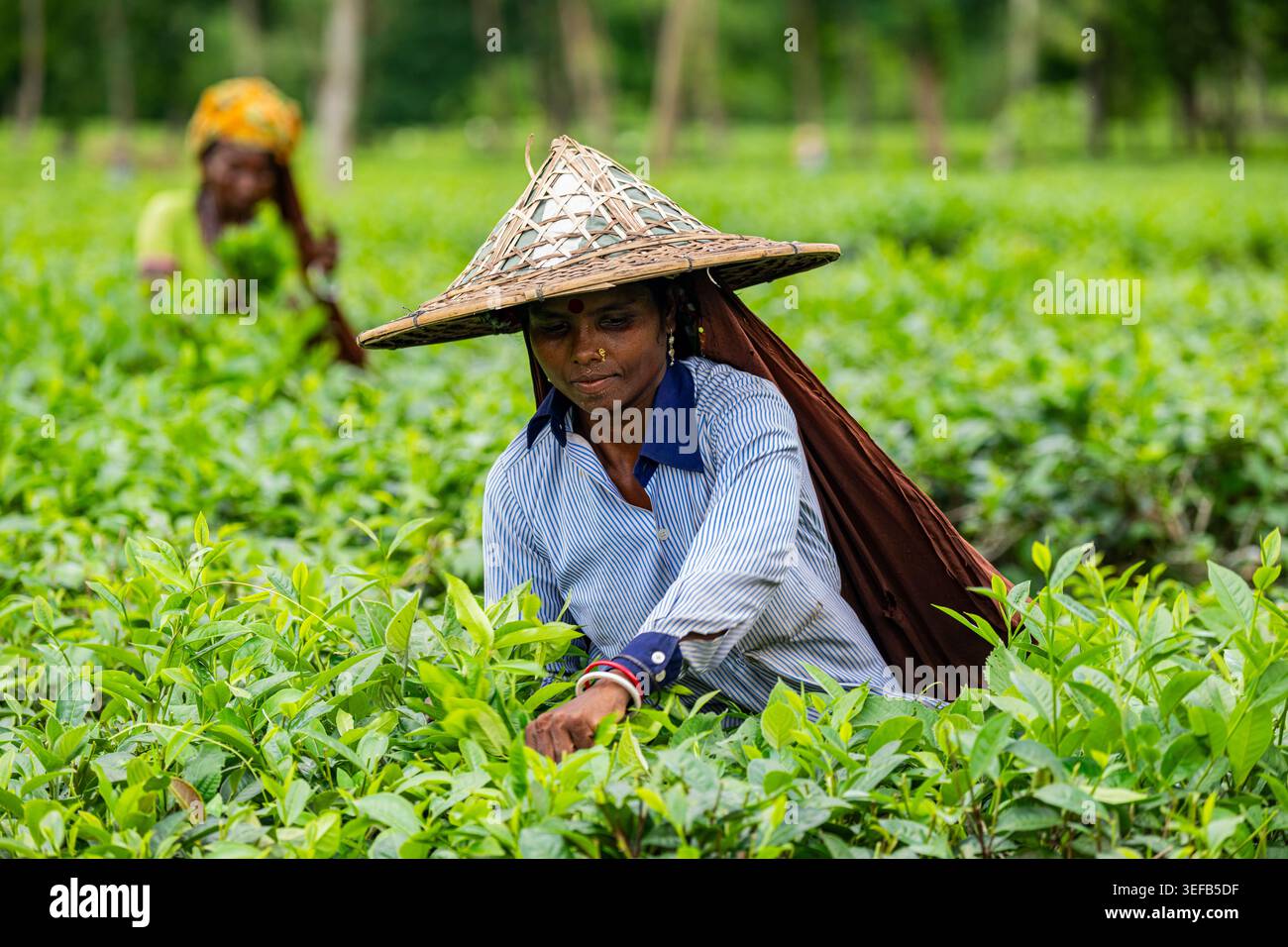 I raccoglitori di tè lavorano nei campi di Sreemangal in Bangladesh durante la stagione del raccolto Foto Stock