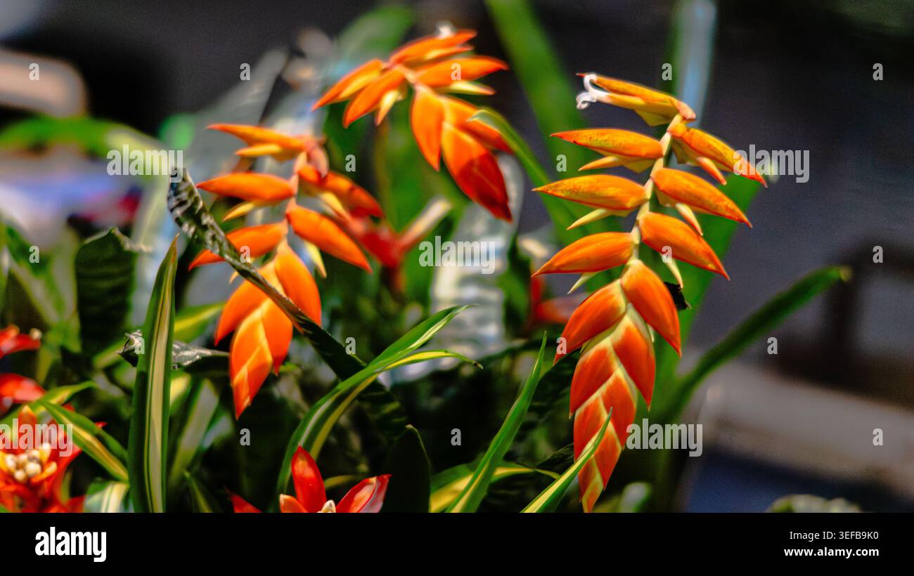 Primo piano di vivaci fiori tropicali arancioni e gialli che fioriscono all'interno. Foto Stock