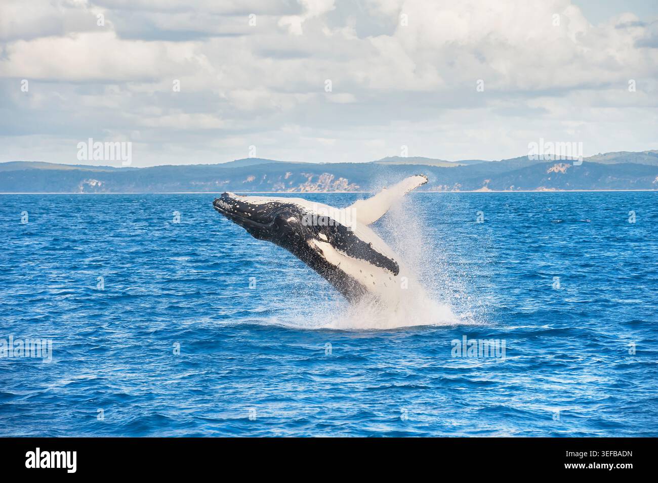 Humpback Whale (Megaptera novaeangliae) violare, Hervey Bay, Queensland, Australia Foto Stock