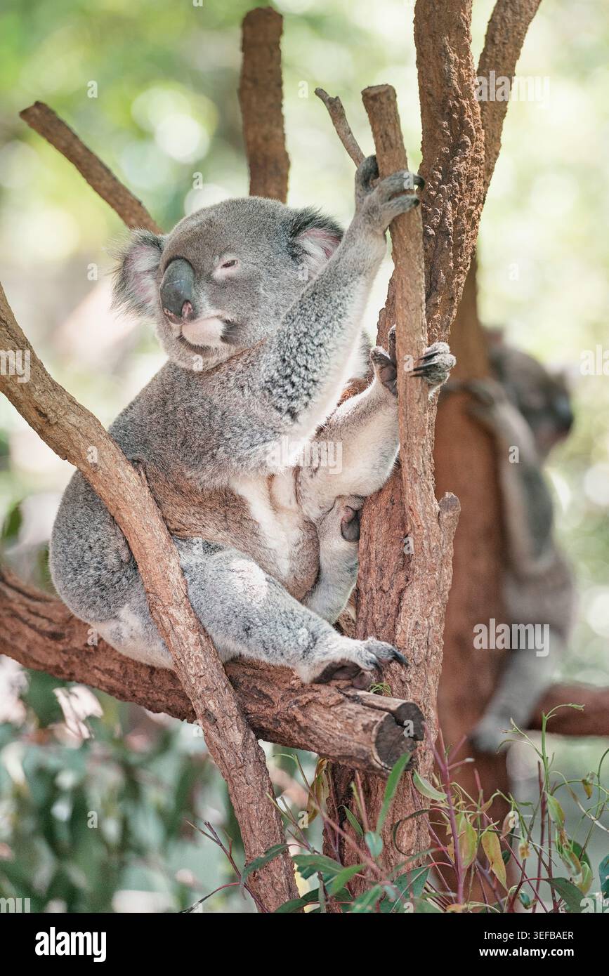 Koala seduto su una diramazione di alberi di eucalipto, Brisbane, Queensland, Australia Foto Stock