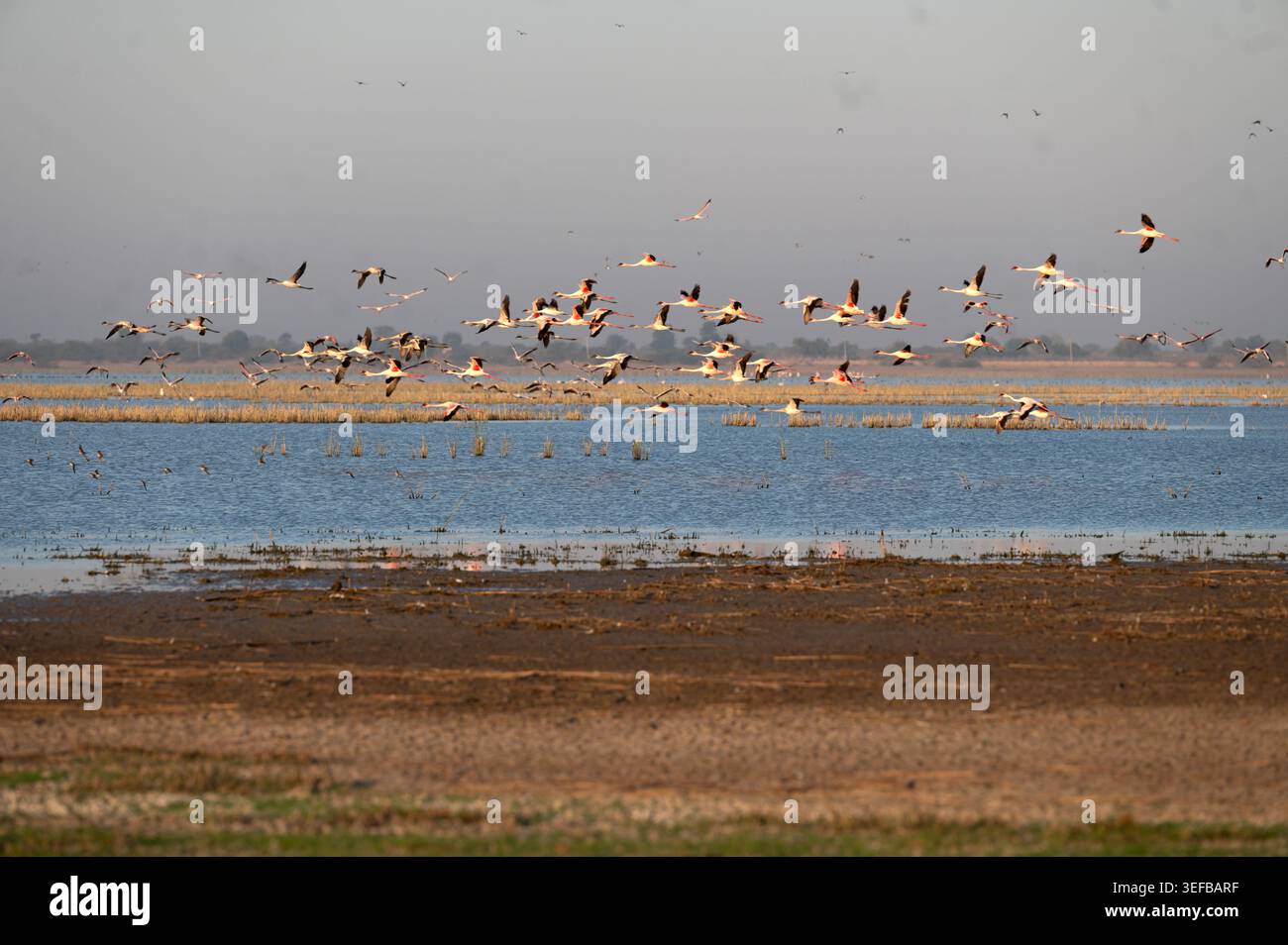 Fenicotteri che volano sopra l'acqua salata delle paludi nel Little Rann di Kutch, India Foto Stock