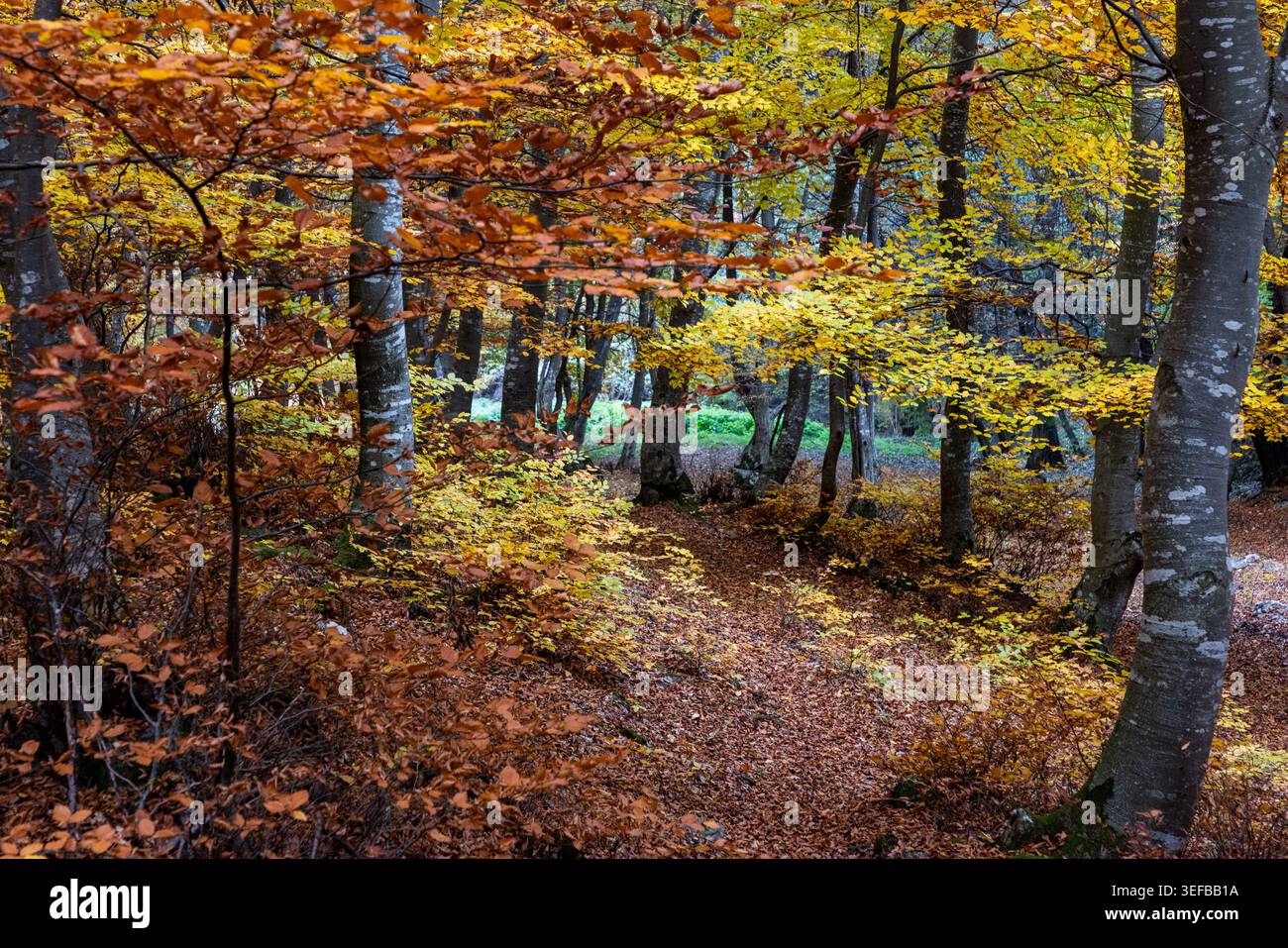 Alberi colorati creano uno splendido paesaggio autunnale in Romania con foglie che coprono il sentiero e la luce del sole che filtra attraverso i rami Foto Stock