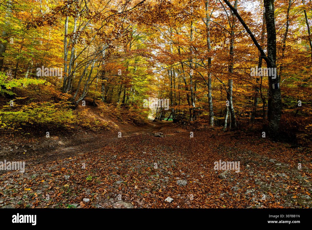 Paesaggio autunnale con alberi dai colori vivaci e un sentiero sterrato in una foresta durante l'autunno Foto Stock
