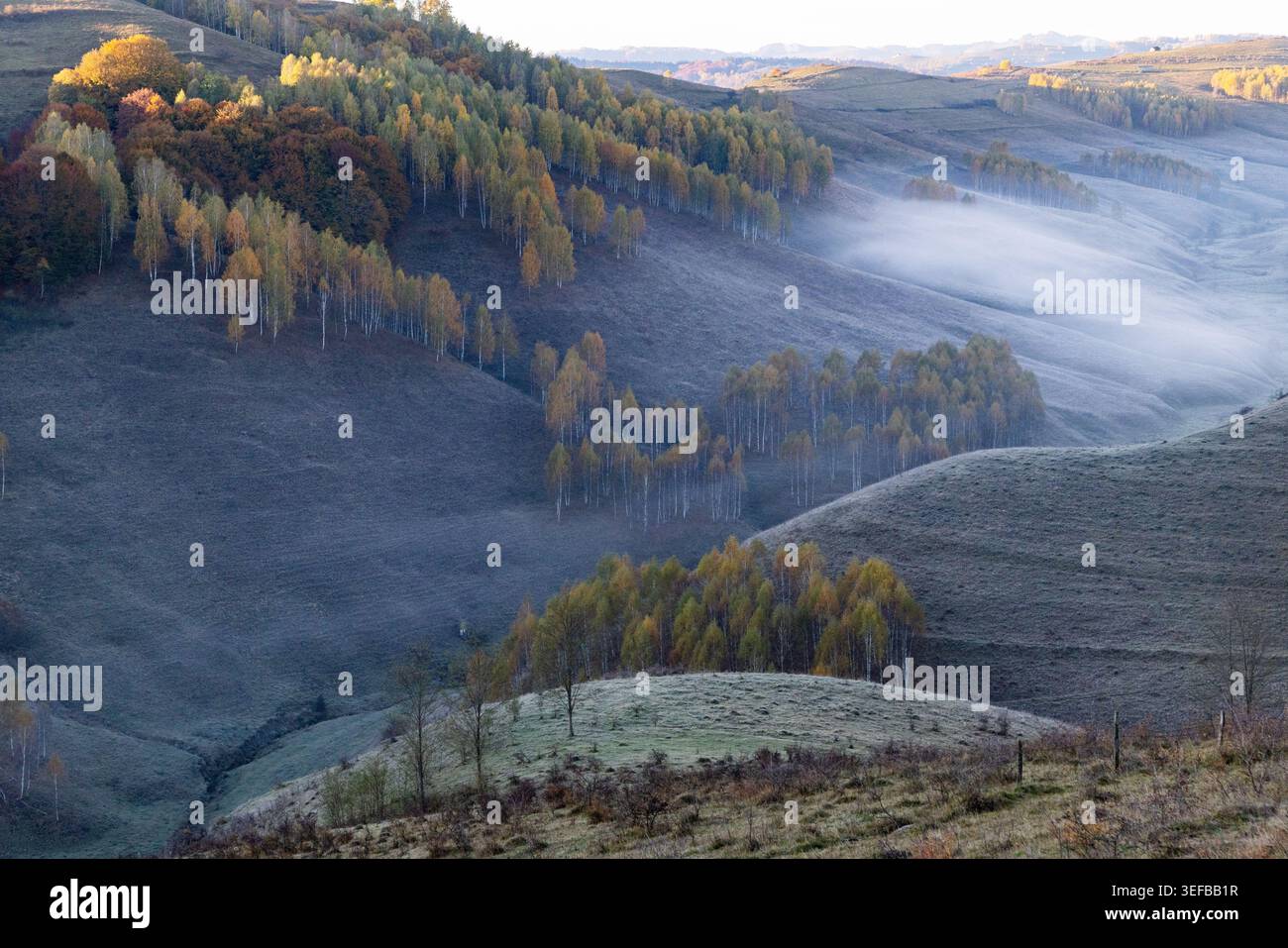 Esplora i vibranti alberi autunnali e le colline ondulate della campagna rumena durante la luce del mattino presto Foto Stock