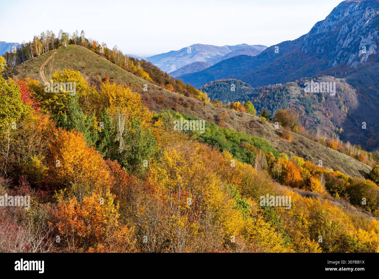Alberi colorati riempiono una collina di vibranti tonalità autunnali in Romania, mostrando il cambiamento stagionale della natura nel fogliame Foto Stock