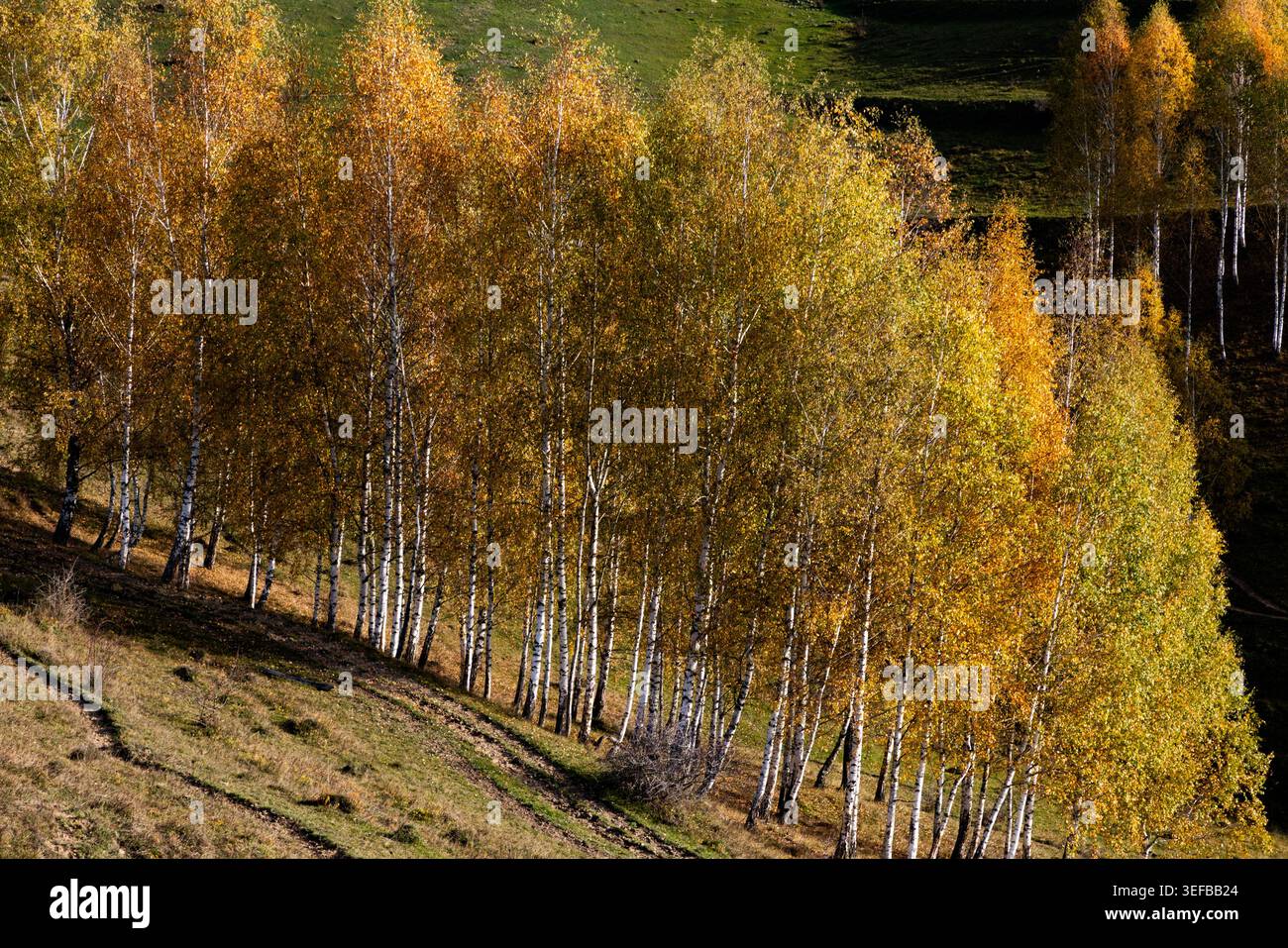 Gli alberi colorati mostrano la bellezza autunnale in un paesaggio pieno di natura e luce solare in Romania Foto Stock