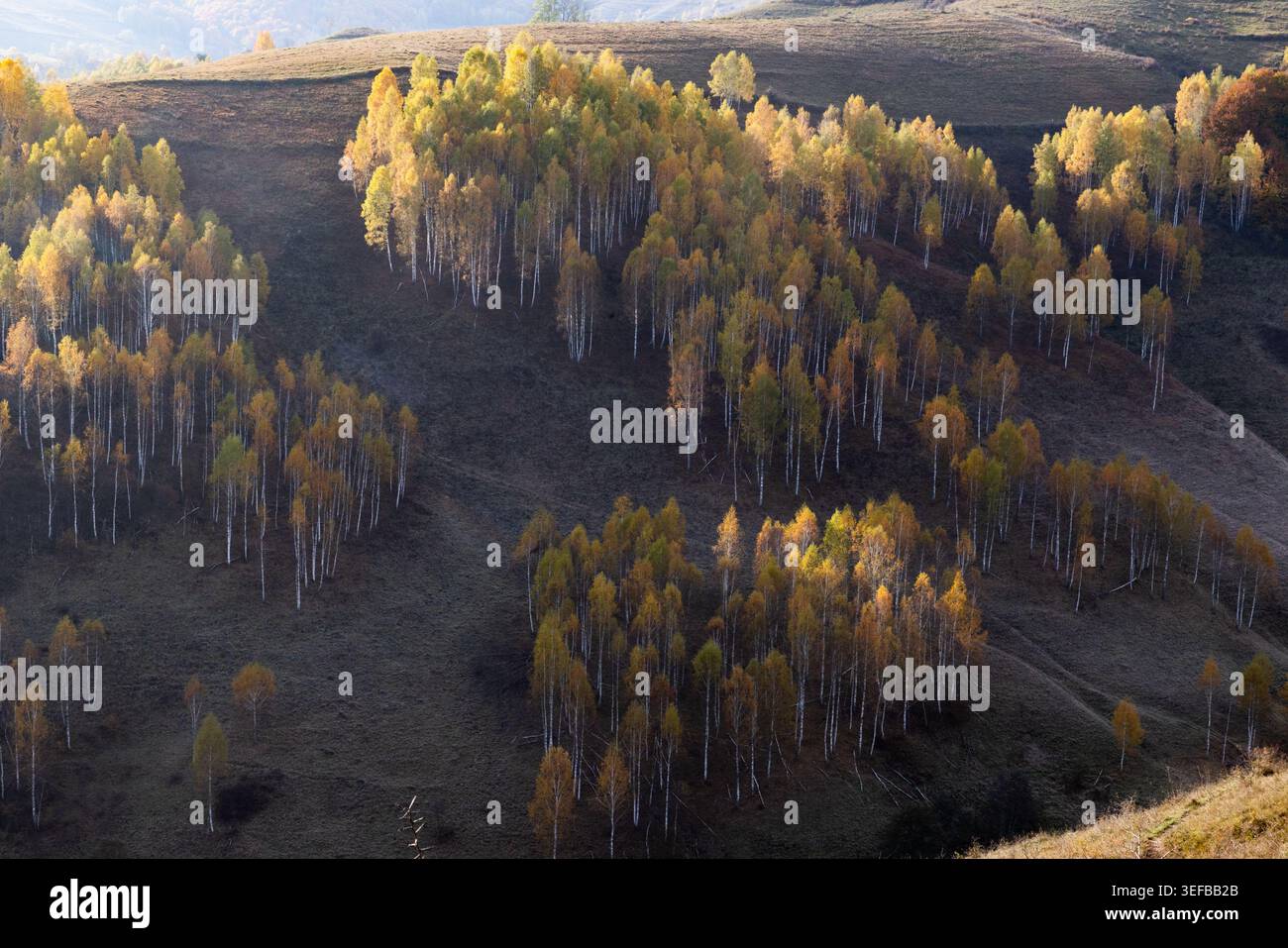 Alberi colorati coprono le colline in autunno, mostrando la bellezza della natura in Romania Foto Stock