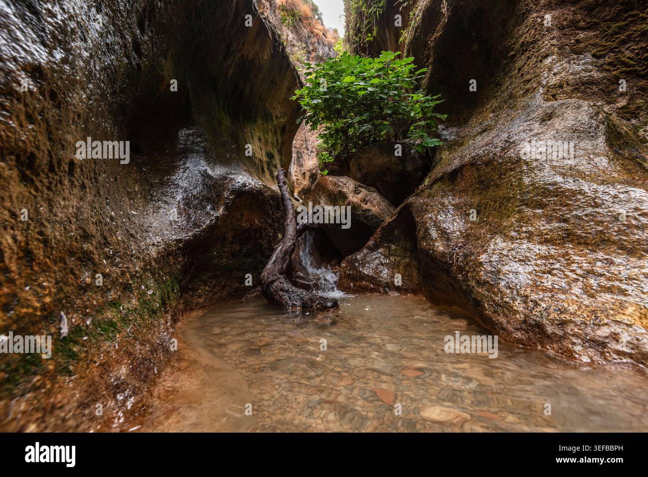 L'acqua scorre oltre le radici degli alberi e le rocce in uno stretto canyon a Granada, in Spagna, circondato da formazioni naturali e vegetazione Foto Stock