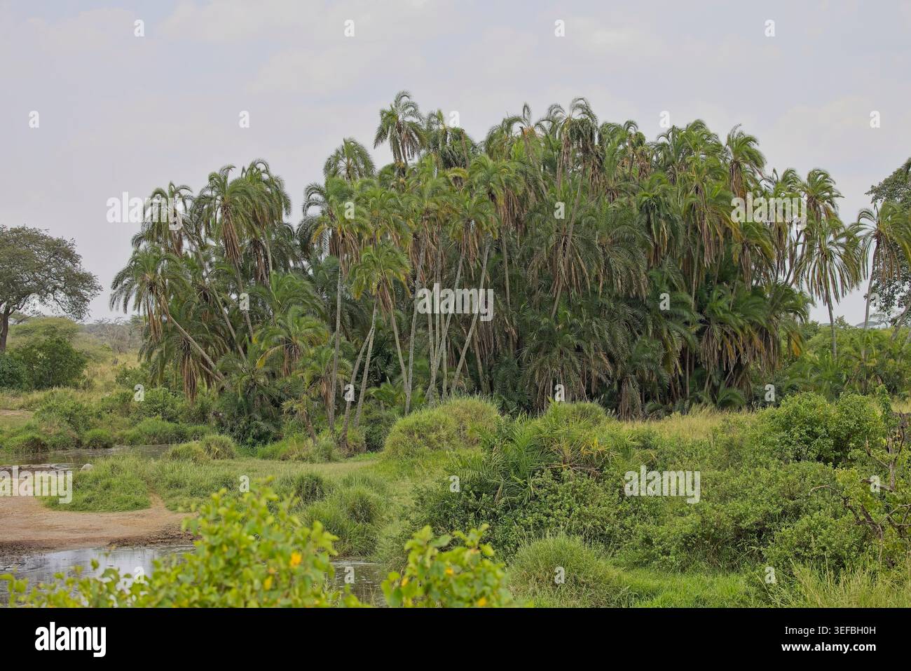 Landscapes and Nature of the Serengeti in Tanzania, Safari febbraio 2026, include, Manyara, Tarangire, creatore di Serengeti, Ndutu e Ngorongoro. Foto Stock