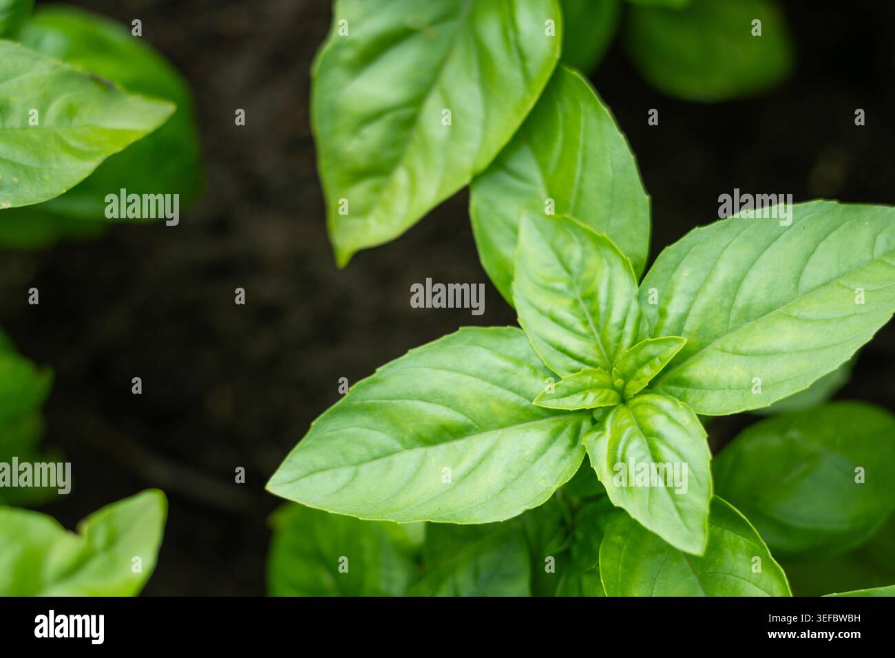 Primo piano di foglie di basilico fresco in giardino con un morbido sfondo verde. Erbe biologiche e ingredienti di cottura salutari. Foto Stock