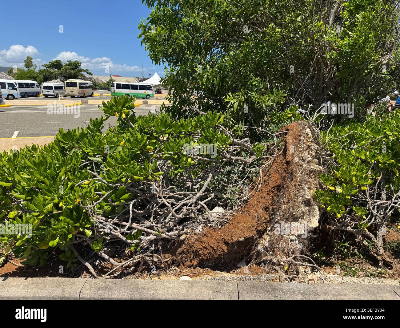Lussureggianti cespugli tropicali verdi e rami di alberi che crescono sul lato di una strada costiera in Giamaica. - Immagine stock catturata con smartphone