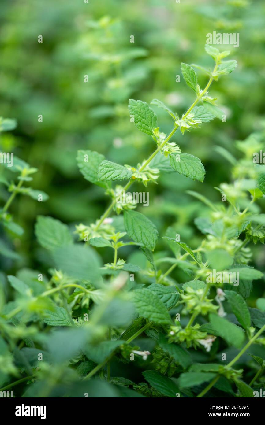 Balsamo di limone verde lussureggiante (Melissa officinalis) ampiamente utilizzato in medicina a base di erbe per aiutare con lo stress Foto Stock