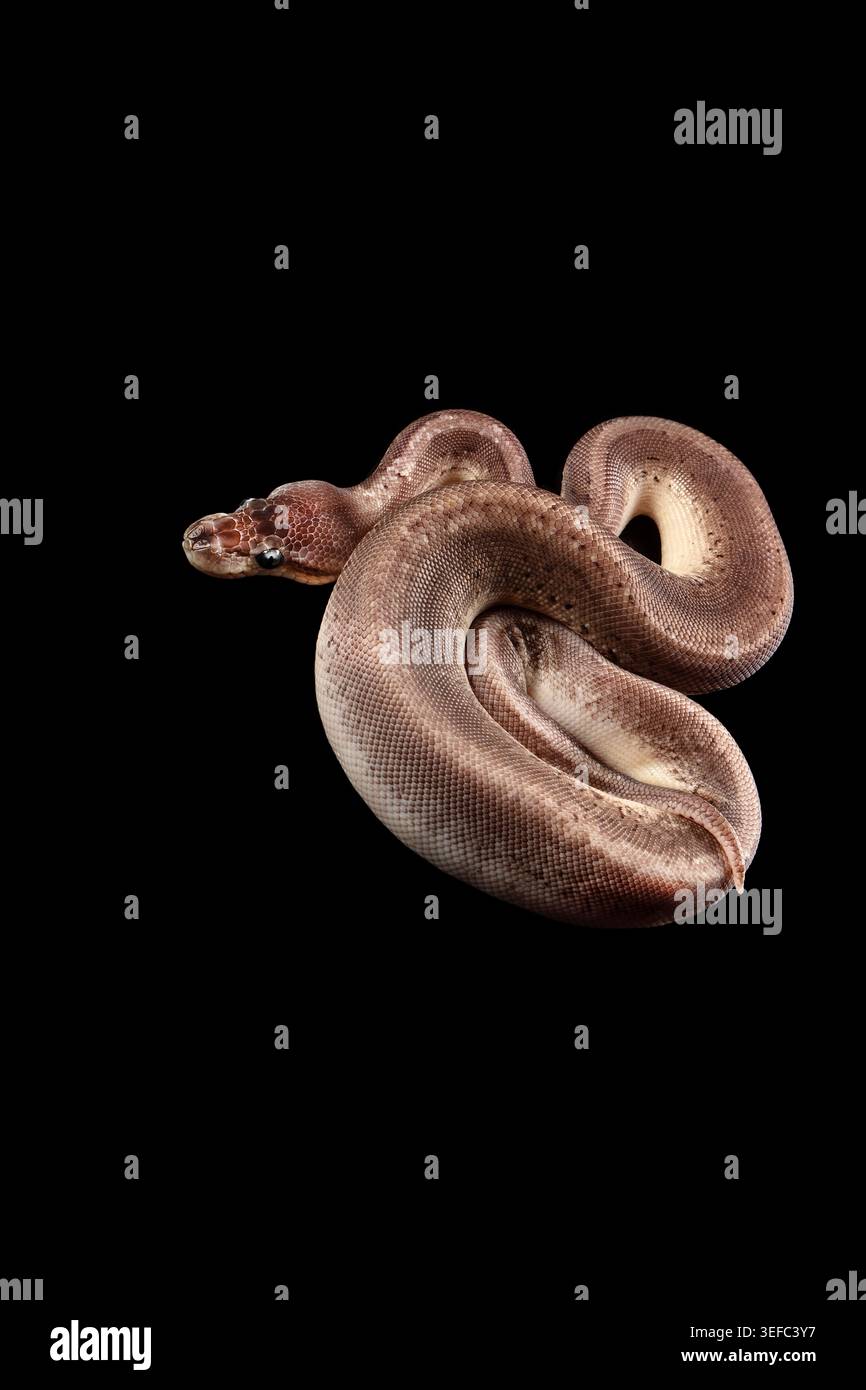 Elegante pitone a palla avvolto su uno sfondo nero, con scaglie morbide, toni terrosi e una forza silenziosa. Foto Stock