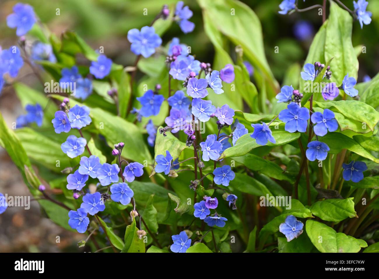 Fiori primaverili azzurri di Navelwort o Omphalodes cappadocica Cherry Ingram UK Garden aprile Foto Stock