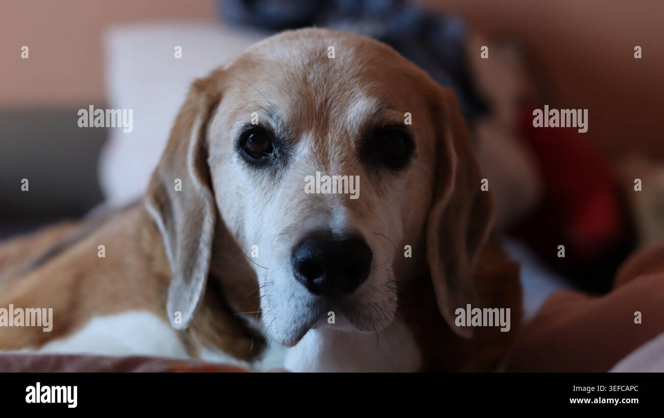 Ritratto ravvicinato di un simpatico cane Beagle tricolore che guarda direttamente la fotocamera in interni. Foto Stock