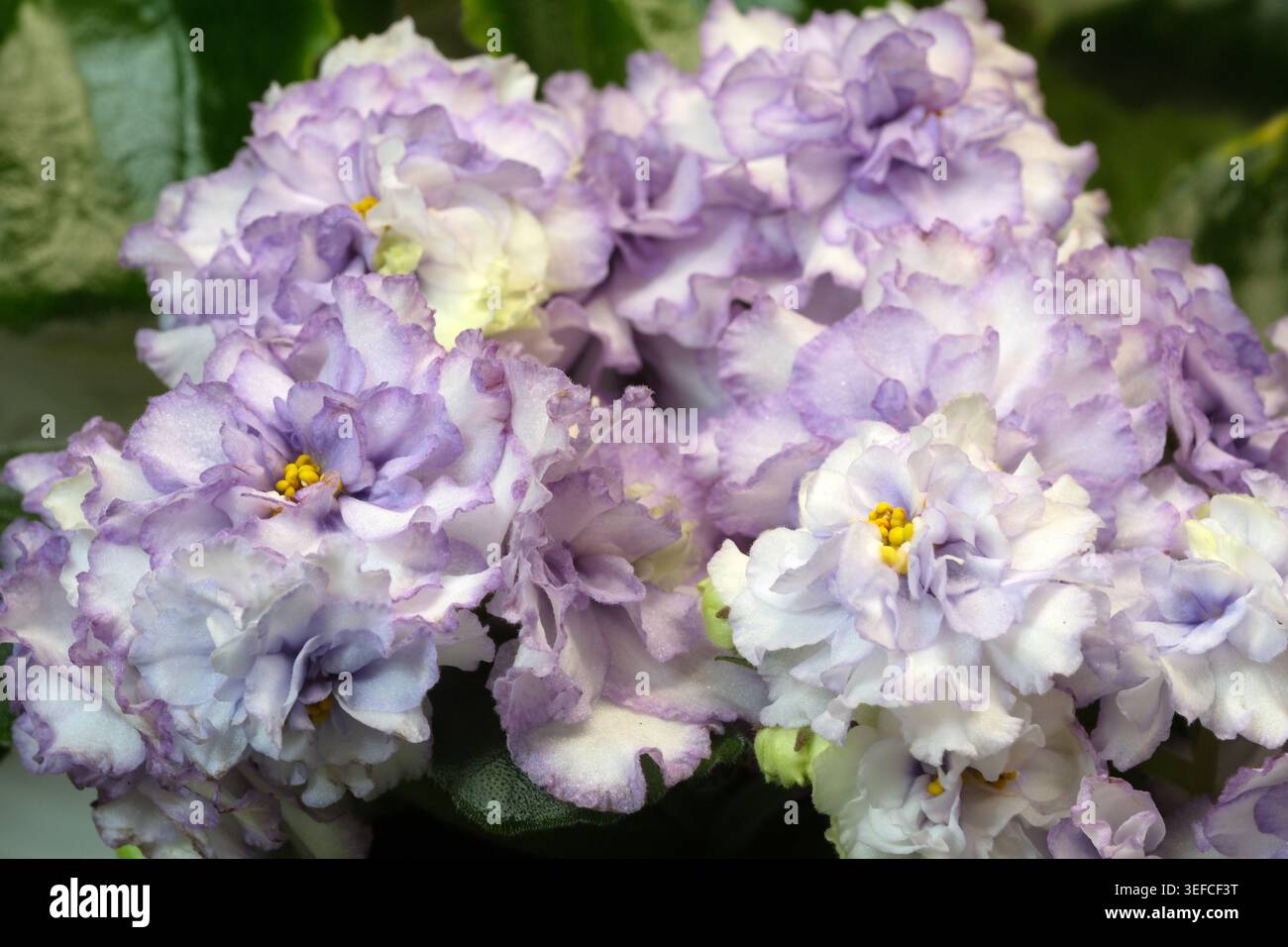 Viola e viola africana bianca fioriscono splendidamente, catturando l'occhio. Foto Stock