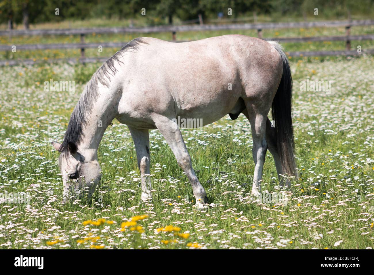 Foto di cavallo domestico a Helsinki, Finlandia. Foto Stock