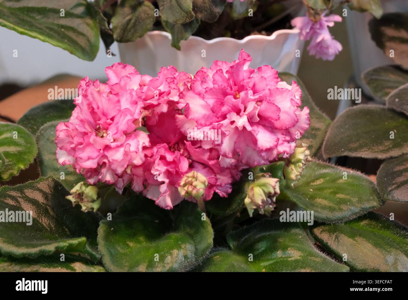 Le vivaci violette rosa mettono in mostra la loro bellezza in un accogliente giardino interno. Foto Stock