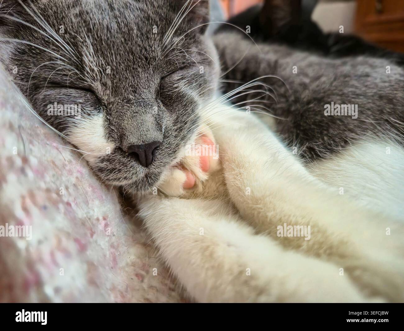 Un gatto domestico shorthair ad occhi chiusi riposa comodamente, mostrando le delicate zampe rosa e i lunghi baffi Foto Stock
