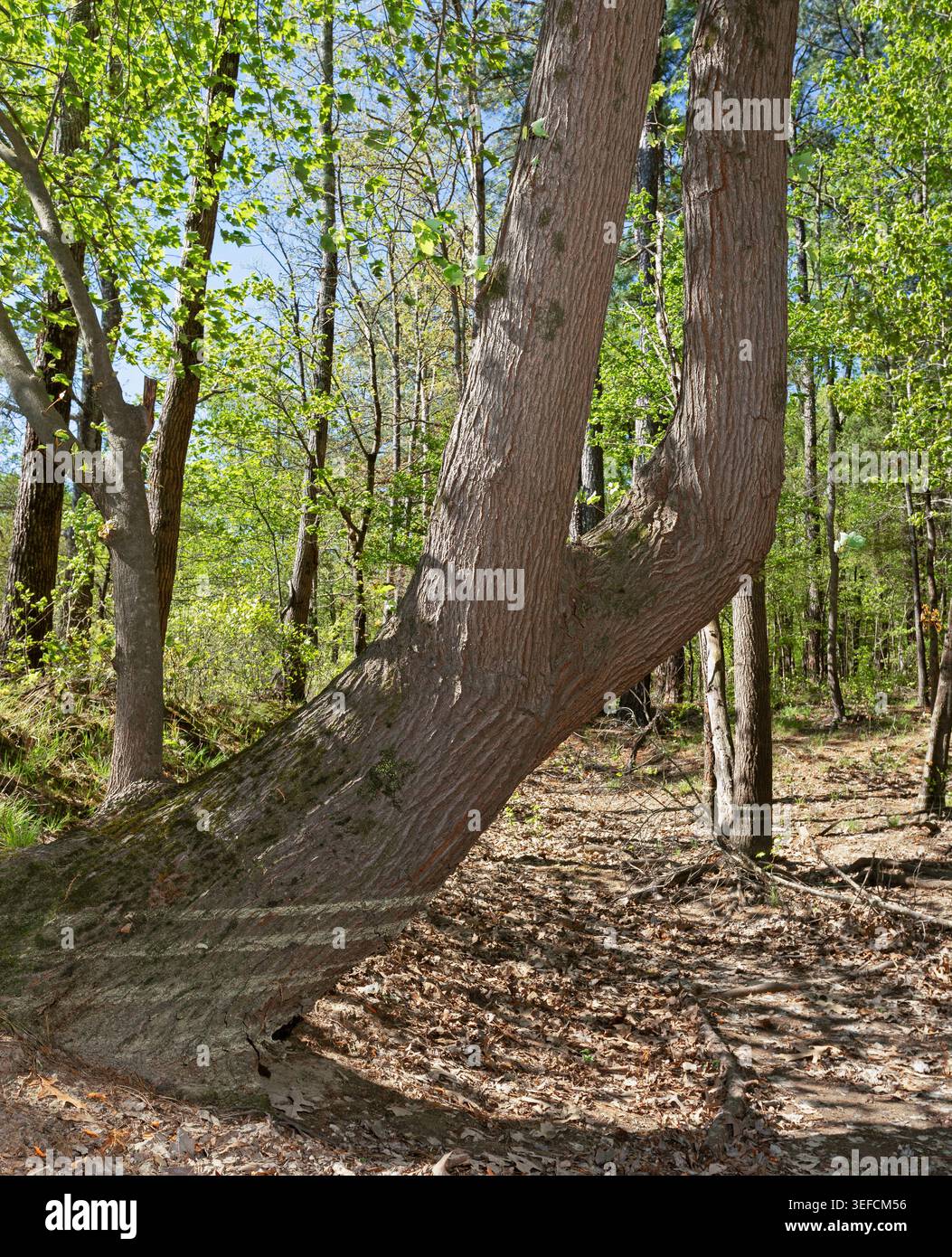 Grande vecchio albero vicino al lago Jordan in North Carolina con diversi anelli che dimostrano che il livello dell'acqua è diminuito significativamente. Foto Stock