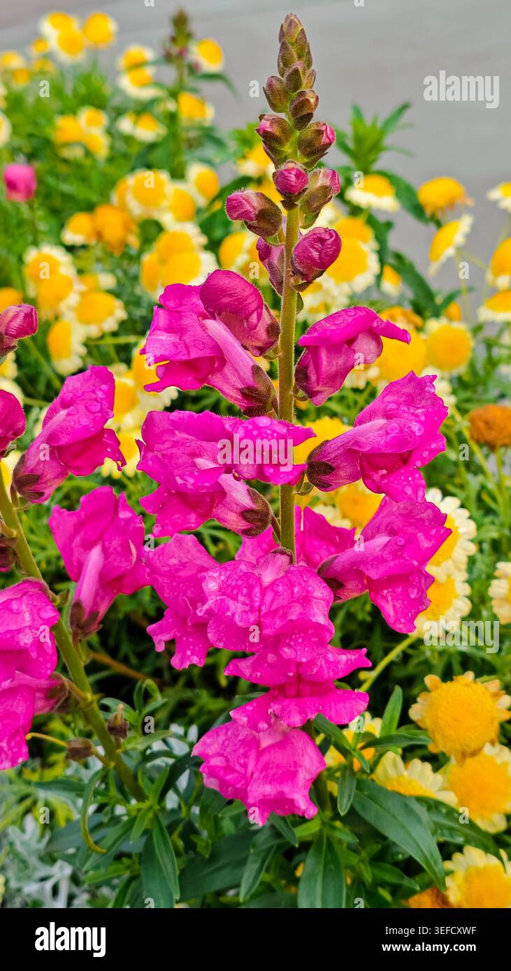 Il vivace gambo snapdragon con petali rosa si erge alto, accentuato da gocce di rugiada e circondato da margherite gialle dorate. Foto in studio che enfatizza la freschezza Foto Stock