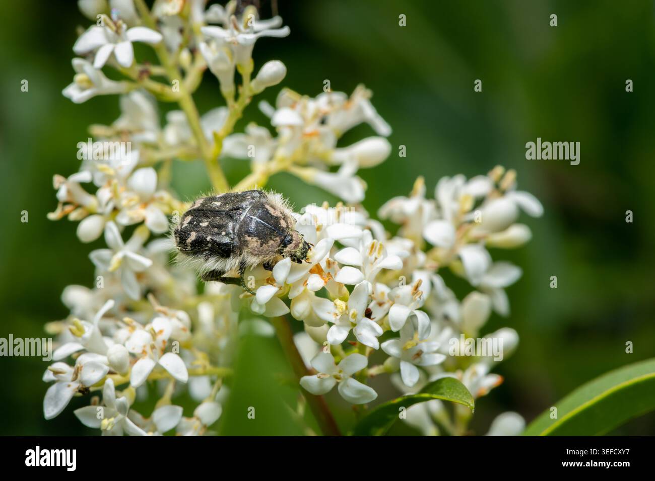 In estate, uno scarabeo bianco e nero macchiato Oxythyrea funesta si nutre dei piccoli fiori bianchi di un privet selvatico Ligustrum vulgare. Foto Stock